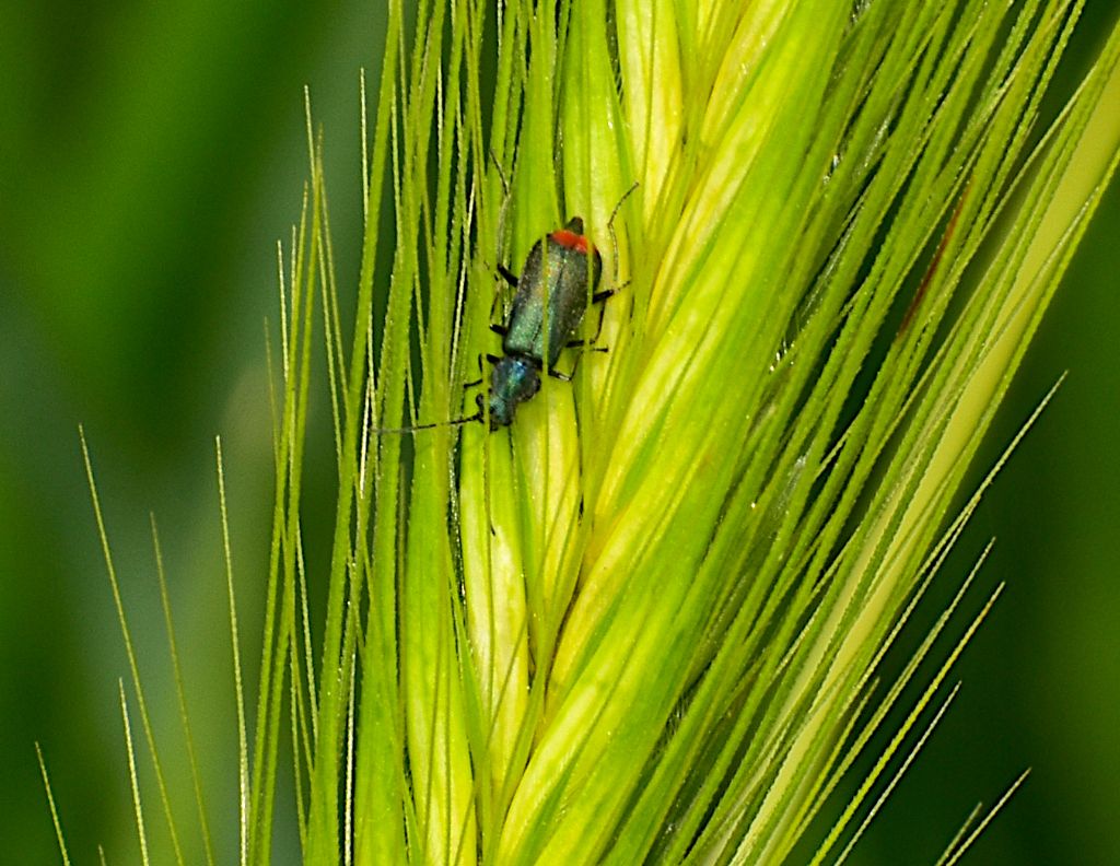 insetto Malachiidae da identificare